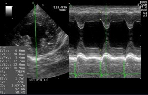 080601_20150924_VET--HEART-__0001 (640x409)