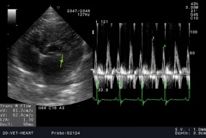 080601_20150924_VET--HEART-__0002